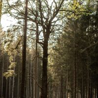 GOTHICA-TRAIL_fot-Ariel-Wojciechowski-50459