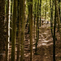 gothica-2025_z-logiem_arielwojciechowski.com_2025-309