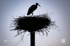 Na Szlaku Gothica Trail 2025 - cz.4